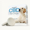 CBD-pastiller till hundar