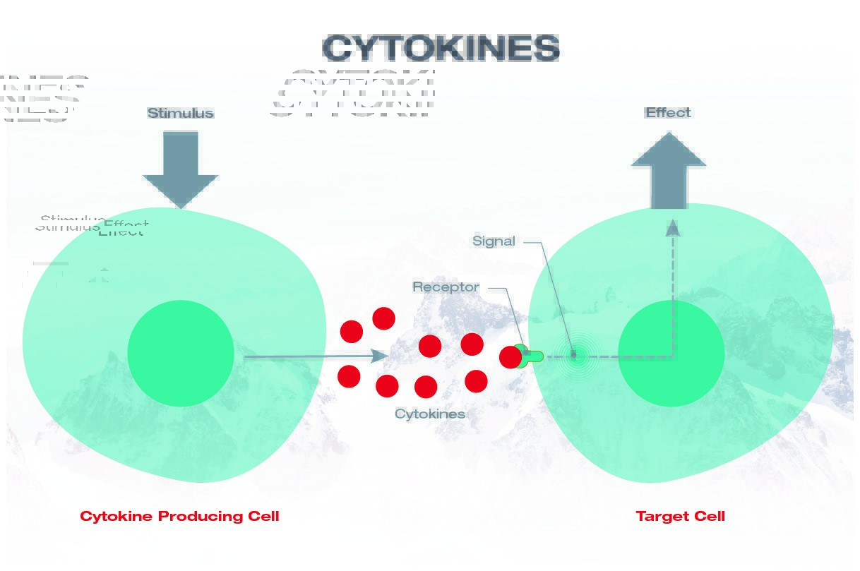 Grundläggande mekanismer för cytokiner