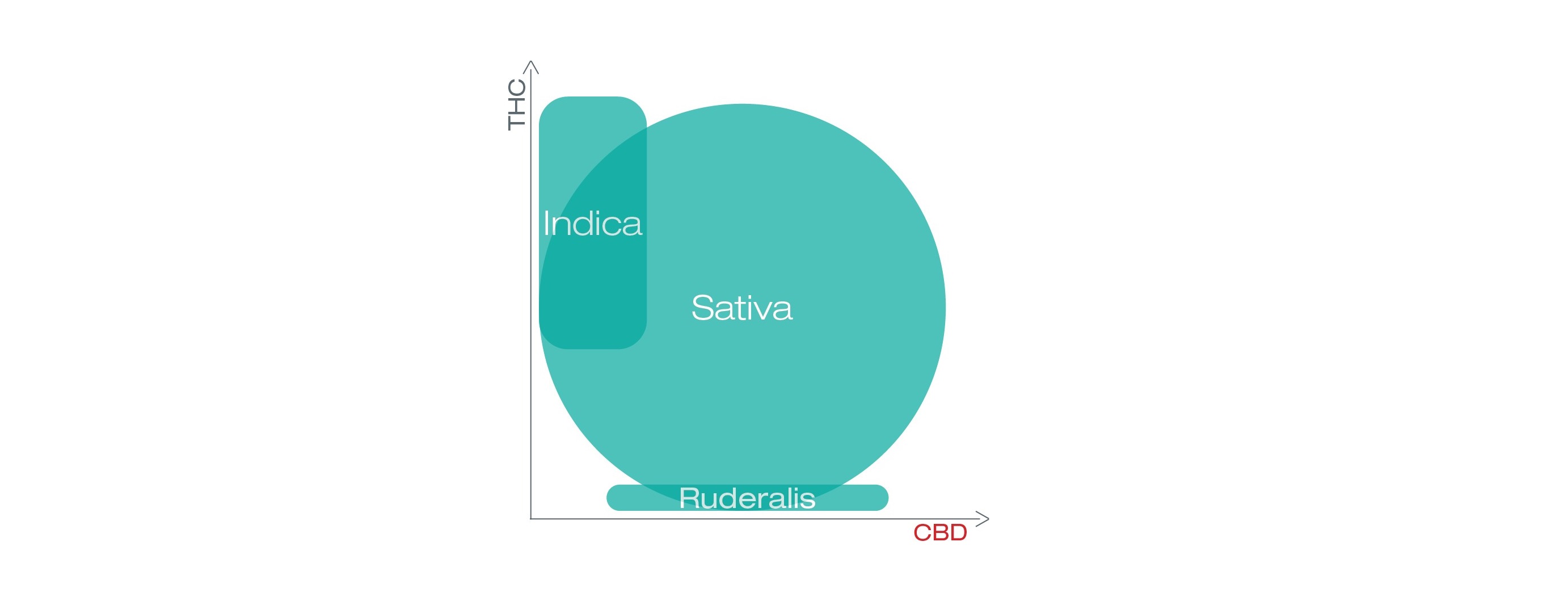 diagram som visar THC och CBD i sativa, indica och ruderalis