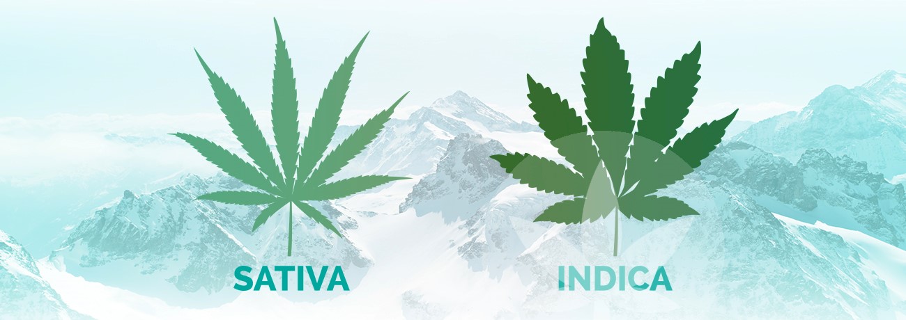 blad av indica och sativa