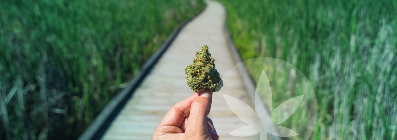 en cannabisknopp och en väg framåt