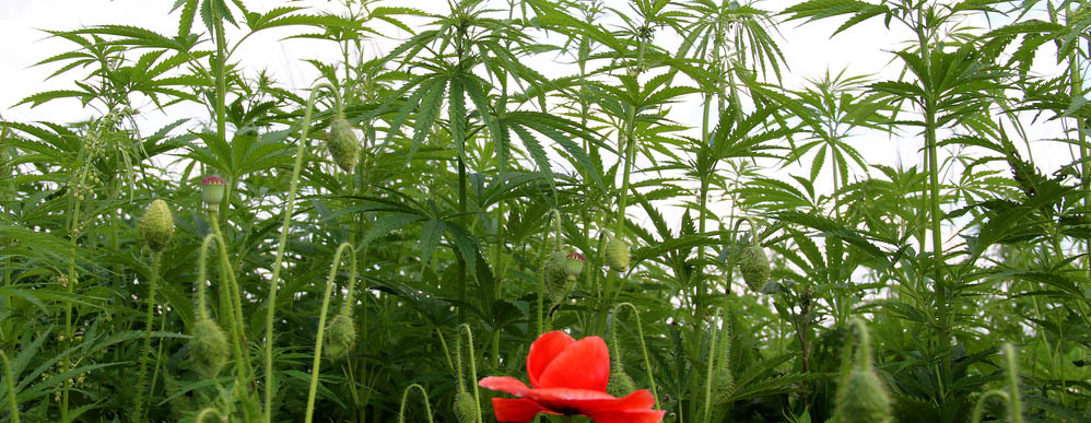 Skillnaden mellan CBD och CBDA
