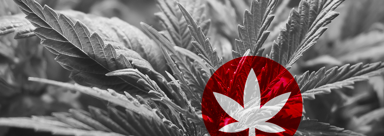 CBD:s historia