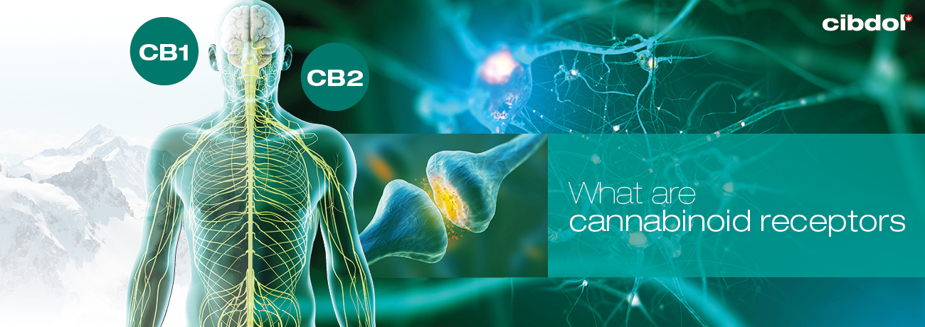 A Detailed Review Of Cannabinoid Receptors