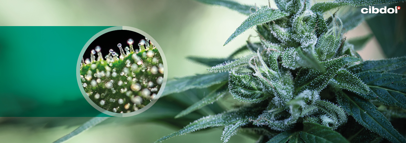 Hur produceras cannabinoider i cannabisplantan?