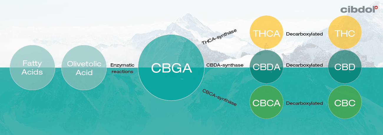 Hur produceras cannabinoider i cannabisplantan?