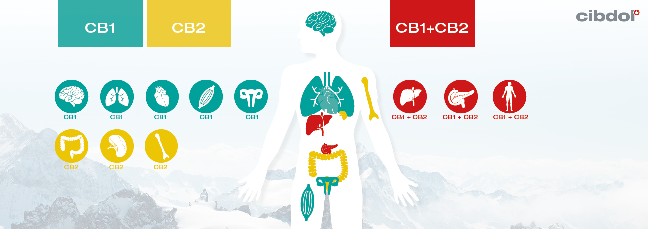 Vad är klinisk endocannabinoidbrist (CECD)?