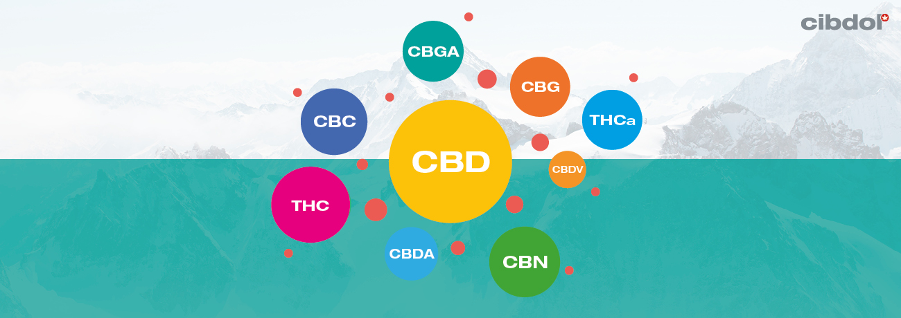 Vad är fullt spektrum CBD-olja?
