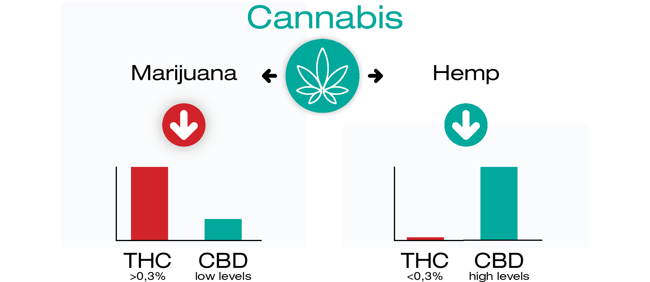 Varifrån kommer THC och CBD?