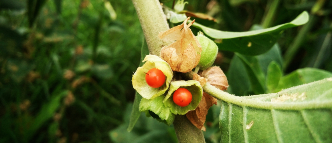 Kan man ta ashwagandha tillsammans med andra vitaminer?