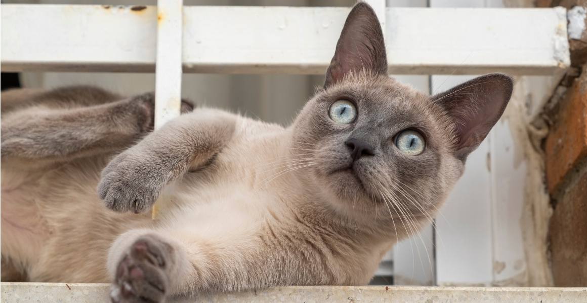 Rekommenderar veterinärer CBD-olja för katter