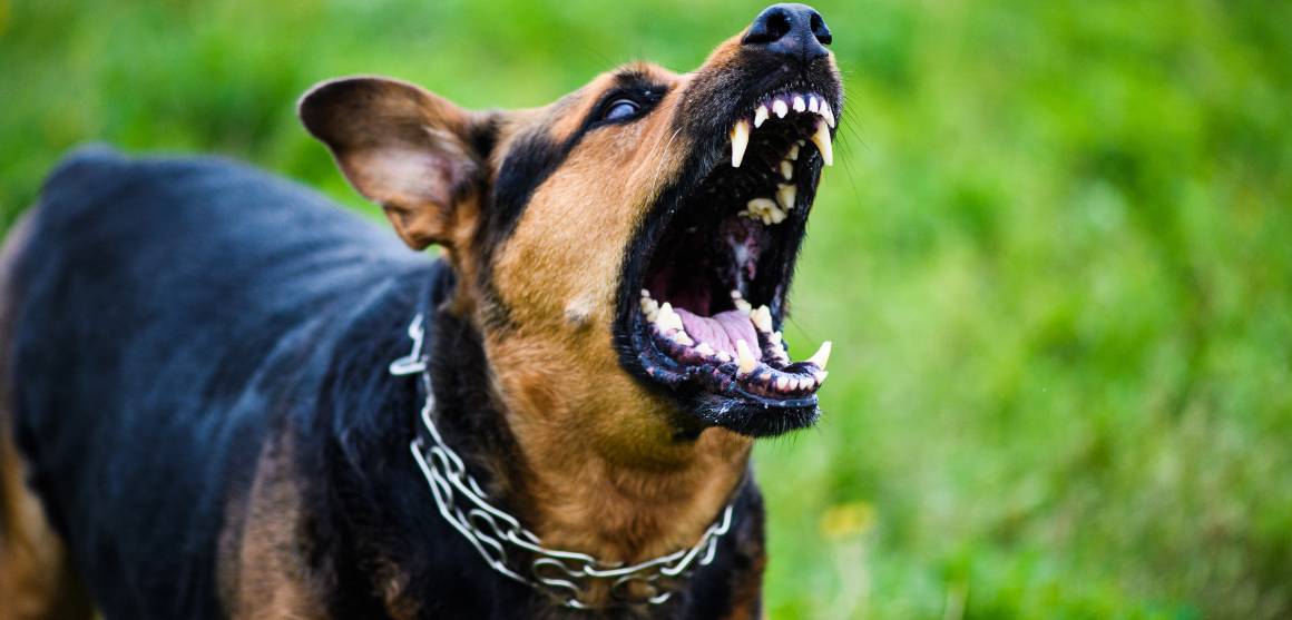 Hjälper cbd för hundar med aggression?