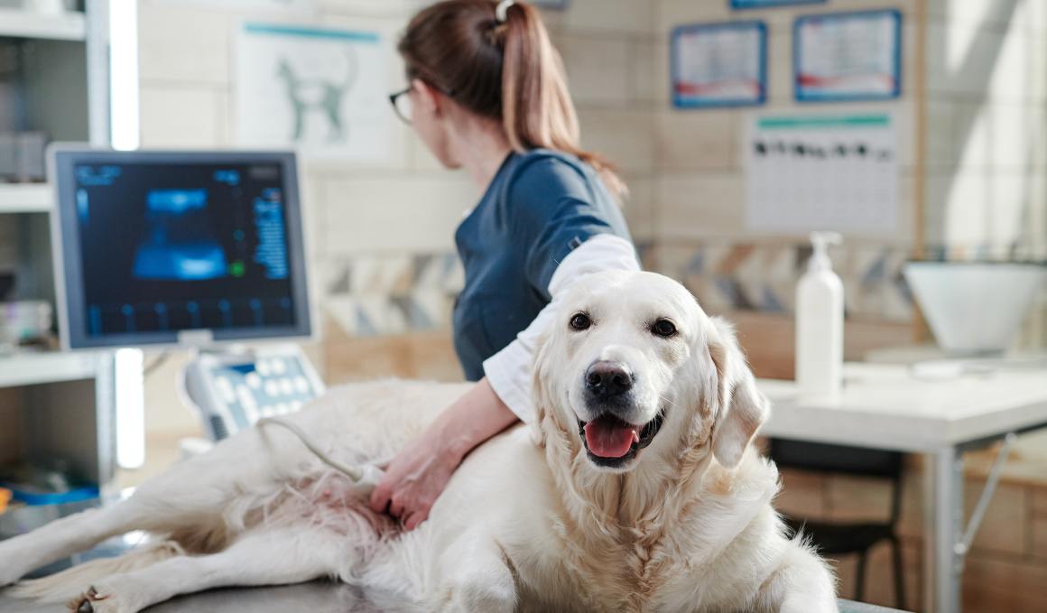 CBD för hundar med artros