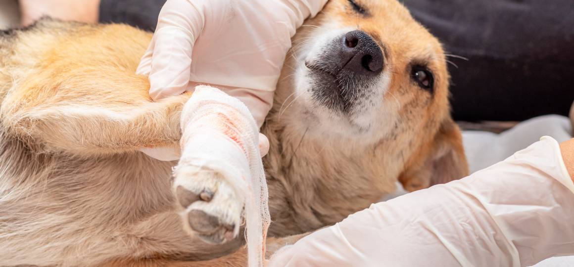 Hjälper cbd för hundar mot inflammation?
