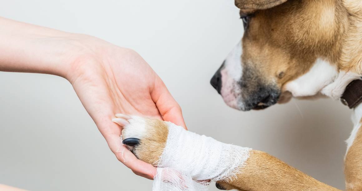 Hjälper cbd för hundar mot ledvärk?
