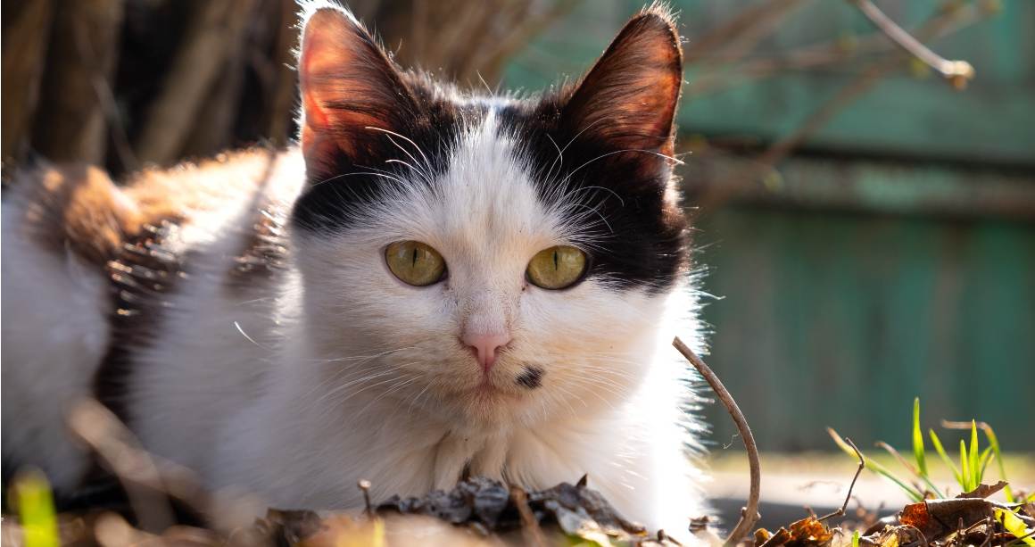 Kan CBD-olja hjälpa katter med klåda