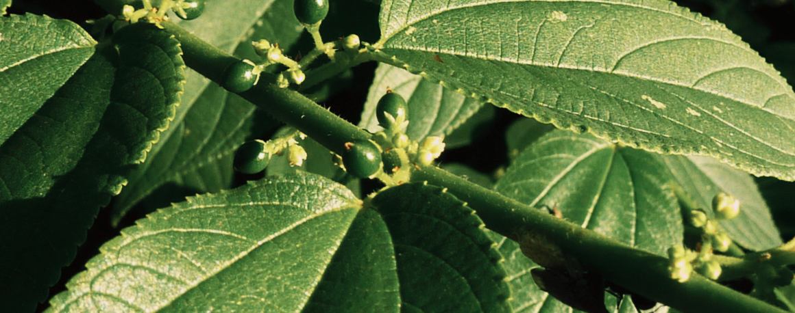 Forskare hittar cannabisförening inuti helt annan växt