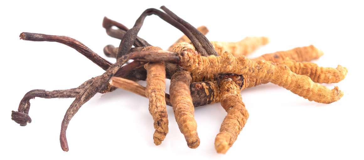 Sänker cordyceps kortisolhalten?