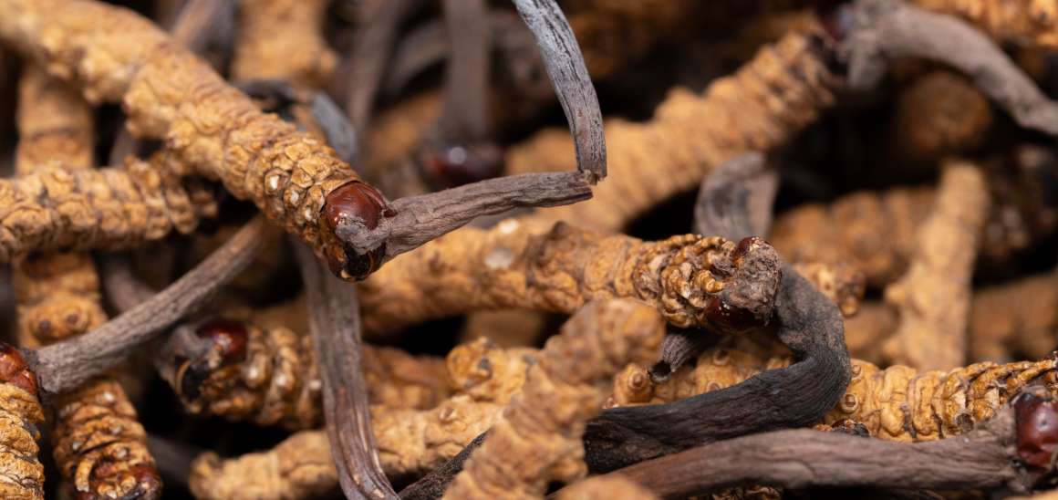 Är cordyceps bra för urinsyran?