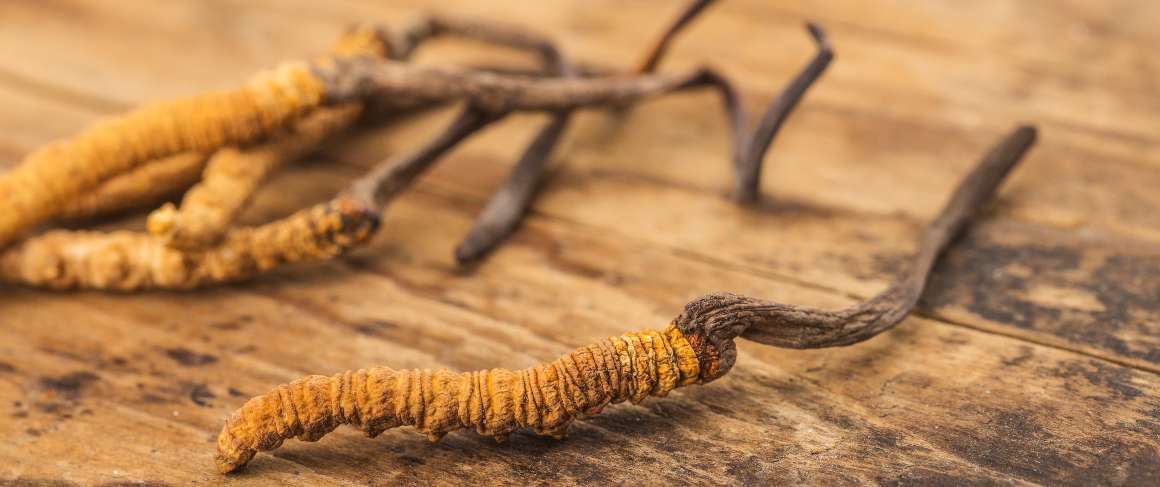 Är det dåligt att ta cordyceps på kvällen?