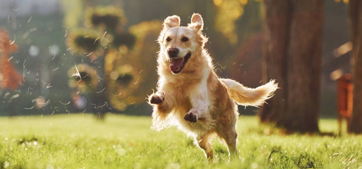 Kan cbd lugna en hyperaktiv hund?