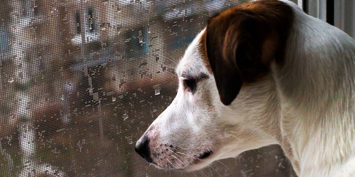 Hjälper cbd hundar med separationsångest?
