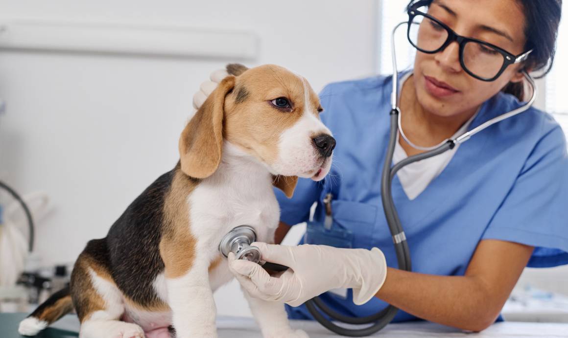 Rekommenderar veterinärer cbd för hundar?