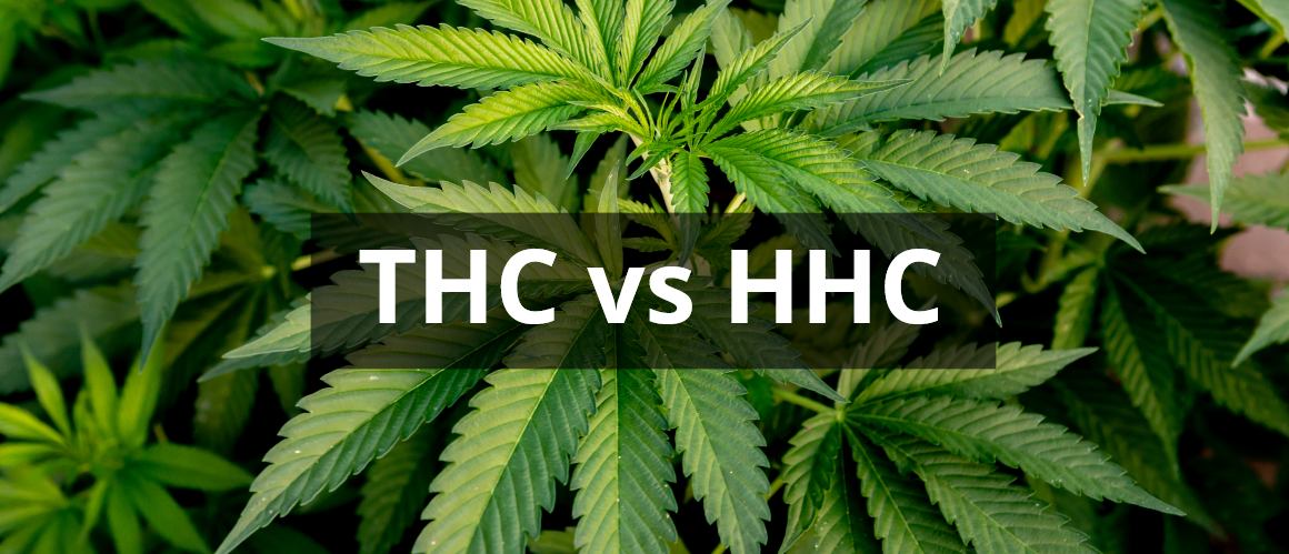 HHC vs THC: Hur jämförs dessa cannabinoider?