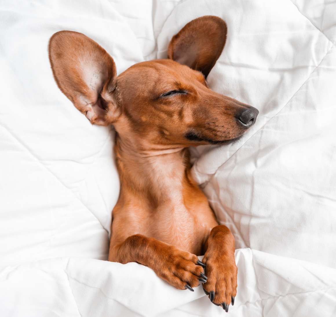 Sömnmönster hos hundar i olika livsstadier