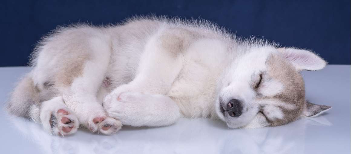 Potentiella hälsoproblem som påverkar hundars sömnmönster