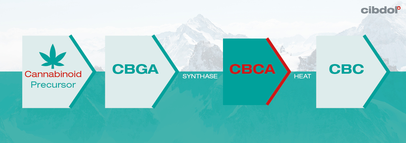 Vad är CBCA?
