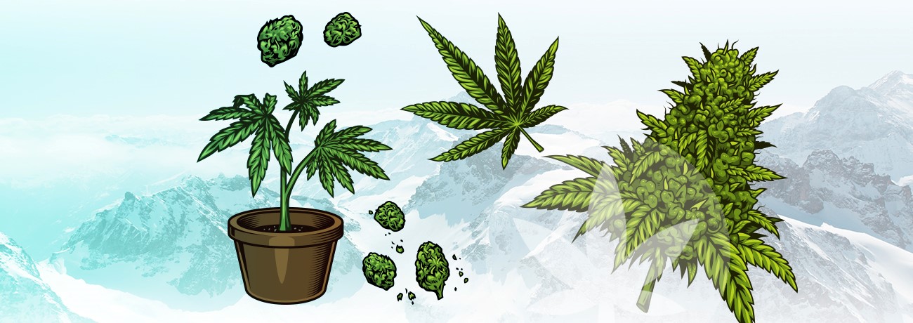 illustration av delar av cannabisväxt