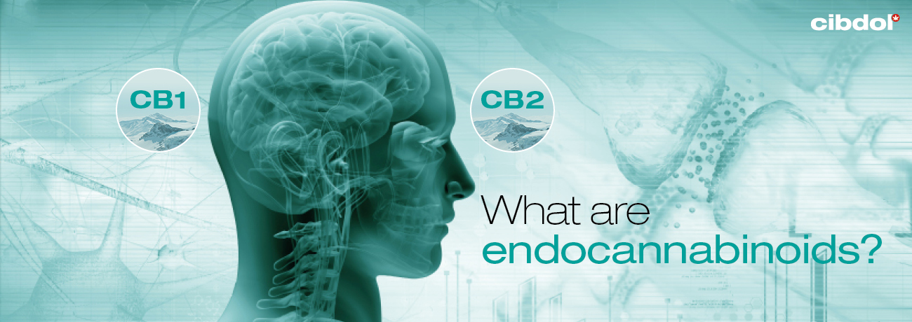 Vad är endocannabinoider?