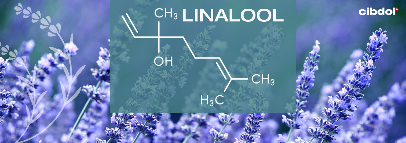 Vad är Linalool?