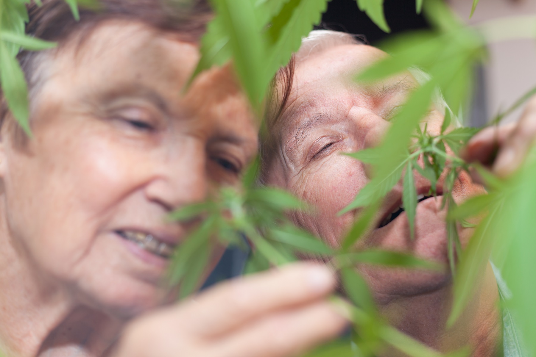 Farmakodynamik: Cannabinoiders effekter och mekanismer