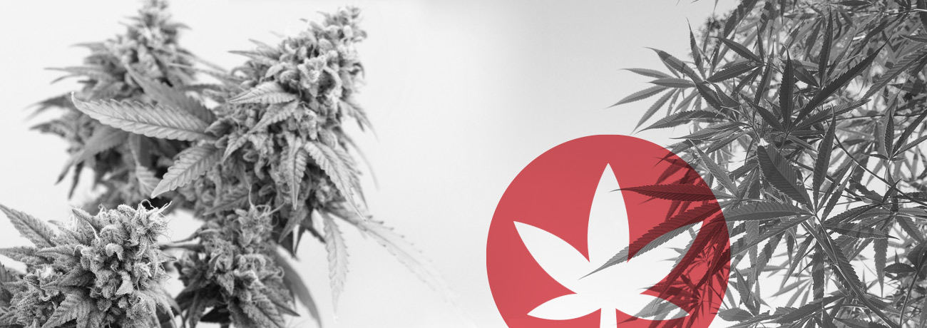 Skillnaden mellan cannabis och hampa