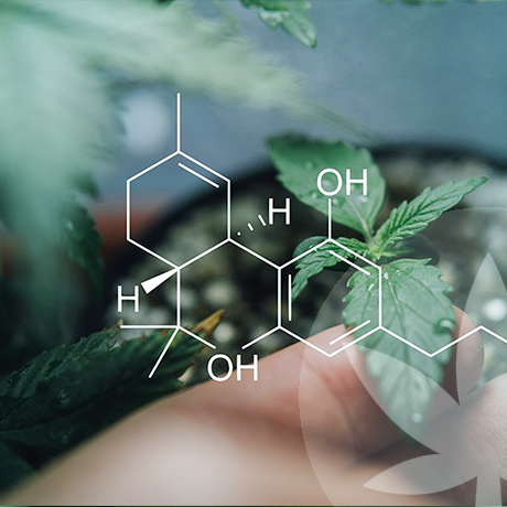 Vad gör råa cannabinoider så speciella?