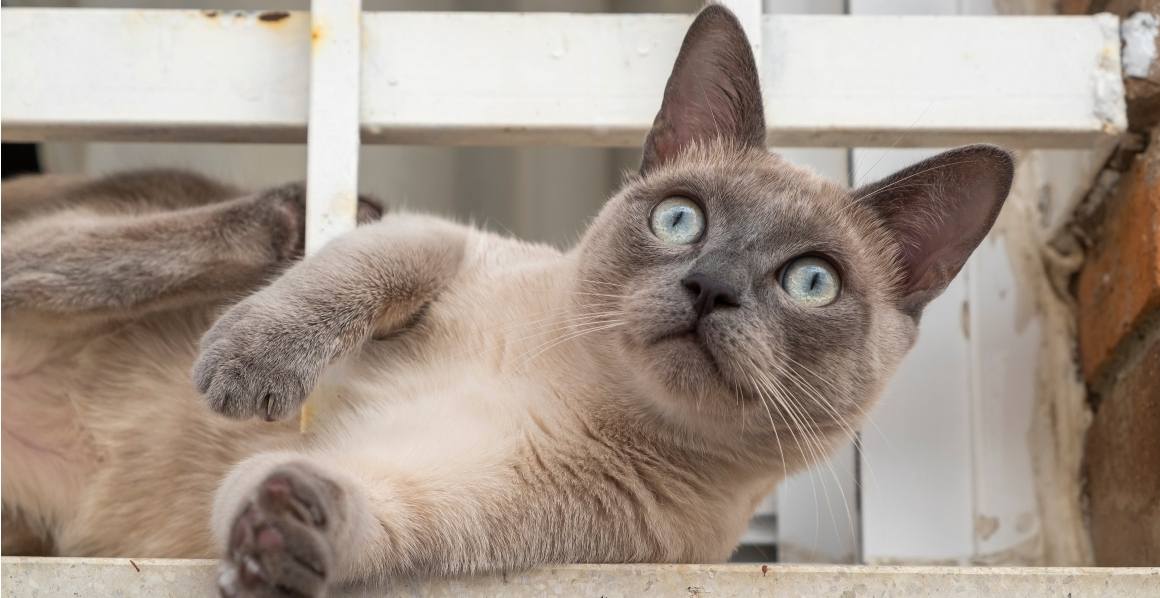 Rekommenderar veterinärer CBD-olja för katter?